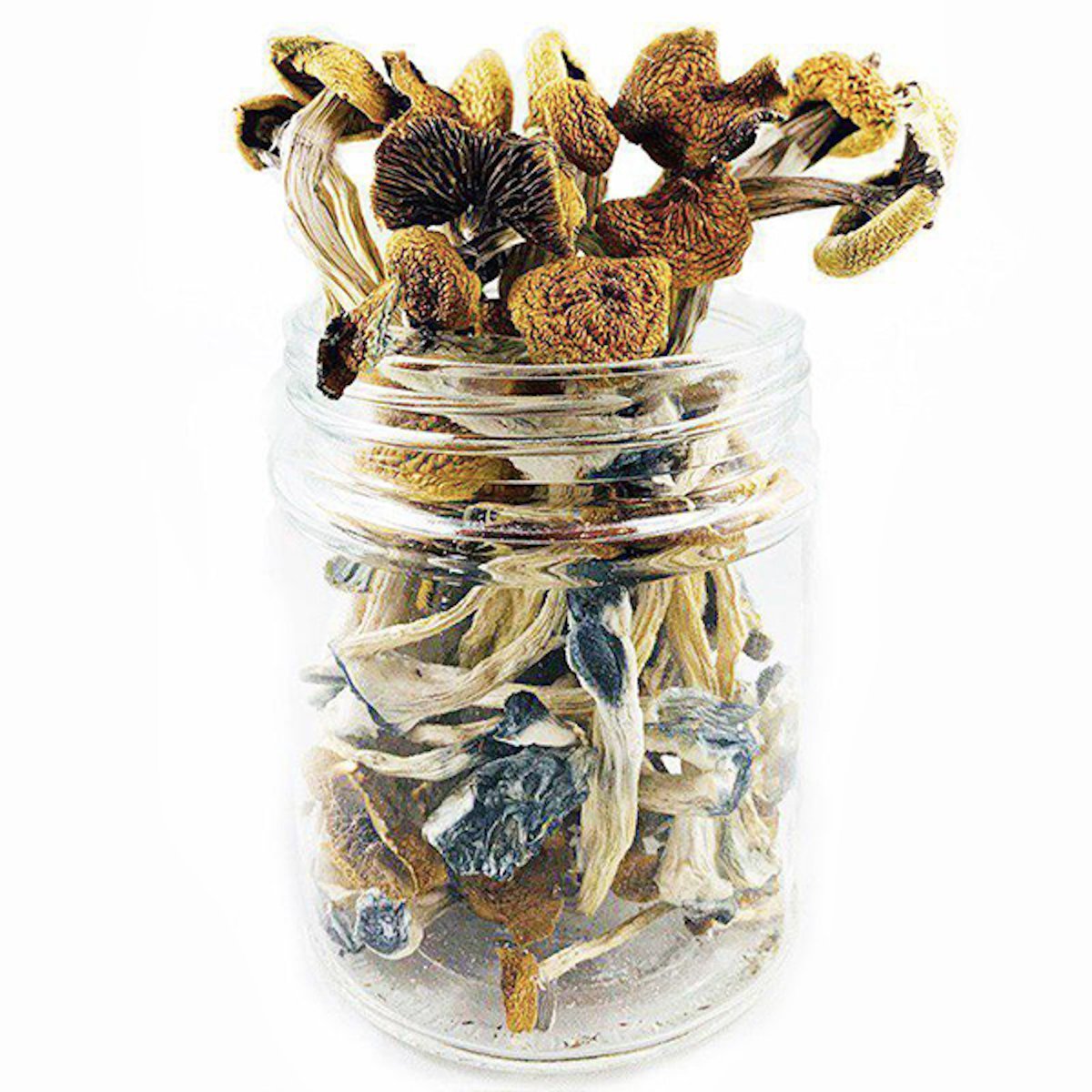 B+ Cubensis