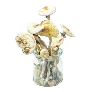 Cambodian Cubensis