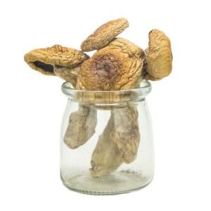 A+ Cubensis