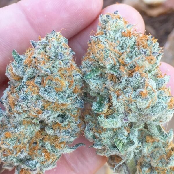 Buy Candyland Strain Online
