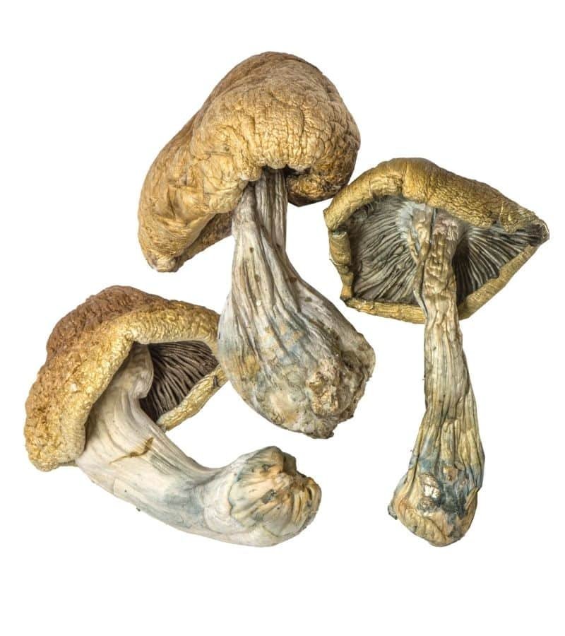 Shepherds Cut Penis Envy