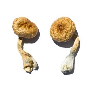 Cambodian Gold