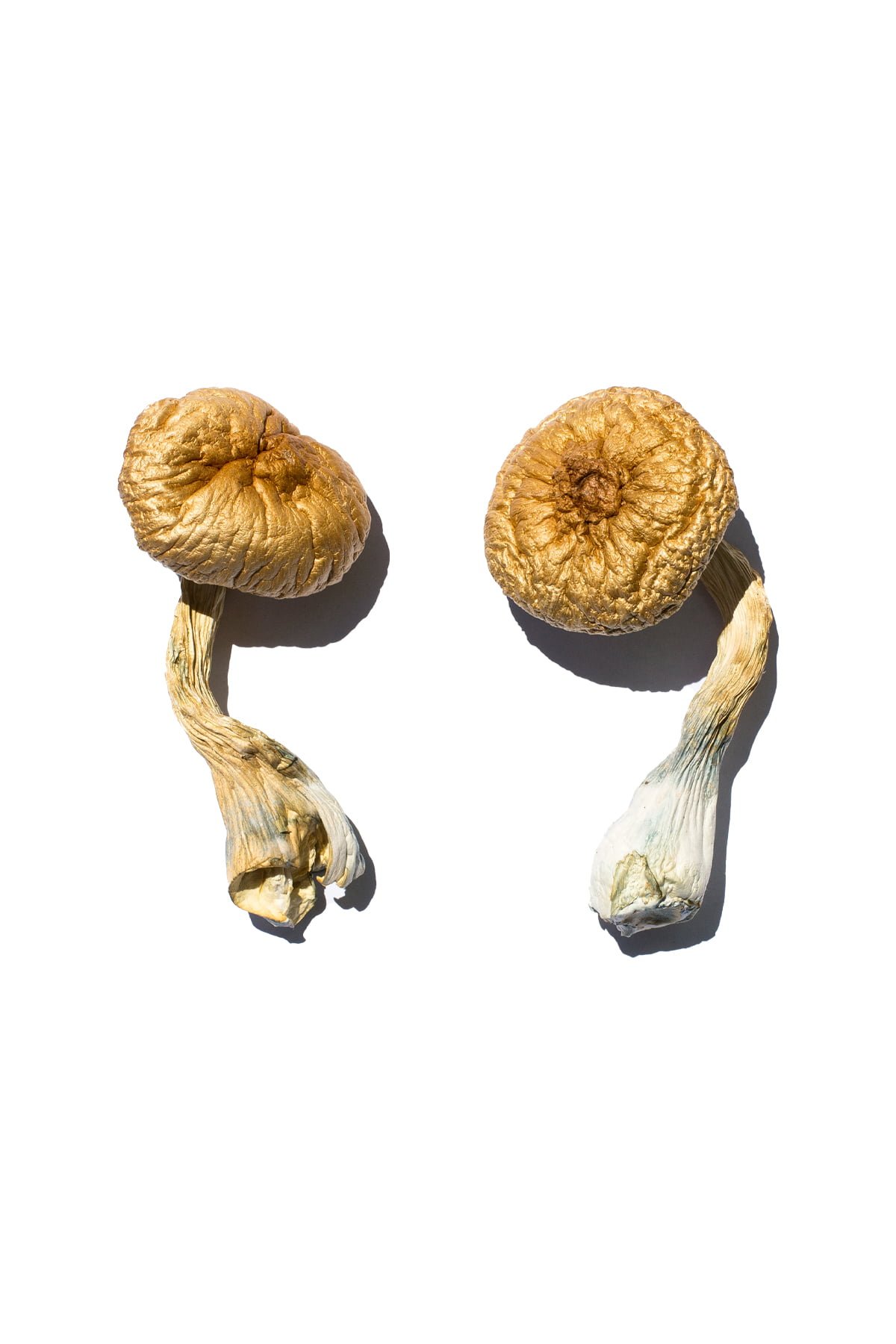 Cambodian Gold