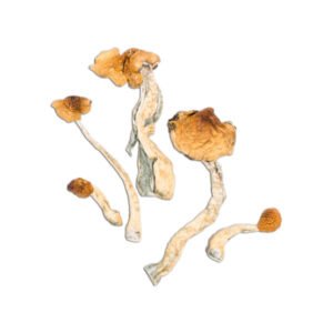 Buy Malabar Mushrooms Online
