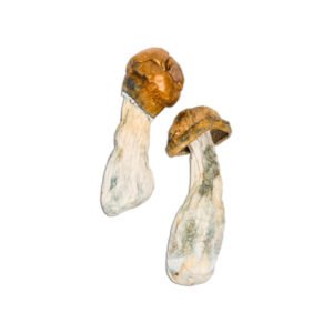 Buy Tidal Wave Mushrooms Online