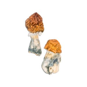Buy Texas Yellow Cap Mushrooms