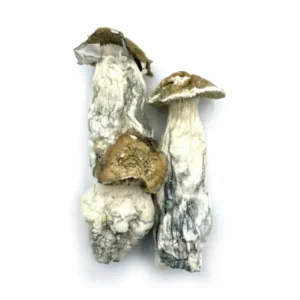 Buy Melmac PE Mushrooms Online