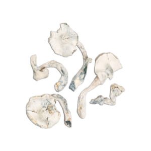 Buy Jedi Mind Fuck Mushrooms Online