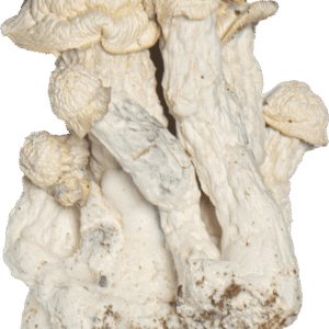 Buy Blue Ghost Mushrooms Online