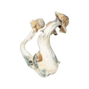 Buy Albino Emerlad Gates Mushrooms Online
