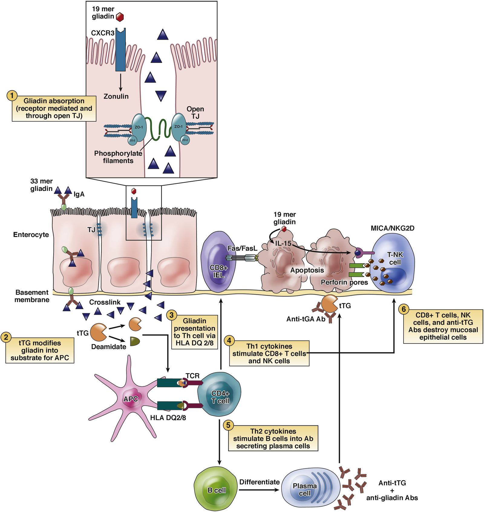 Larazotide Mechanism