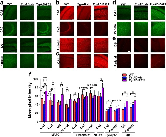 Synapse Biomarkers