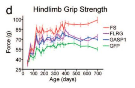 Strength-related readouts reported in follistatin-associated experimental paradigms.